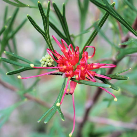 Grevilleas For Sale Grevillea Nursery Melbourne All Green